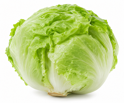 Lechuga Escarola