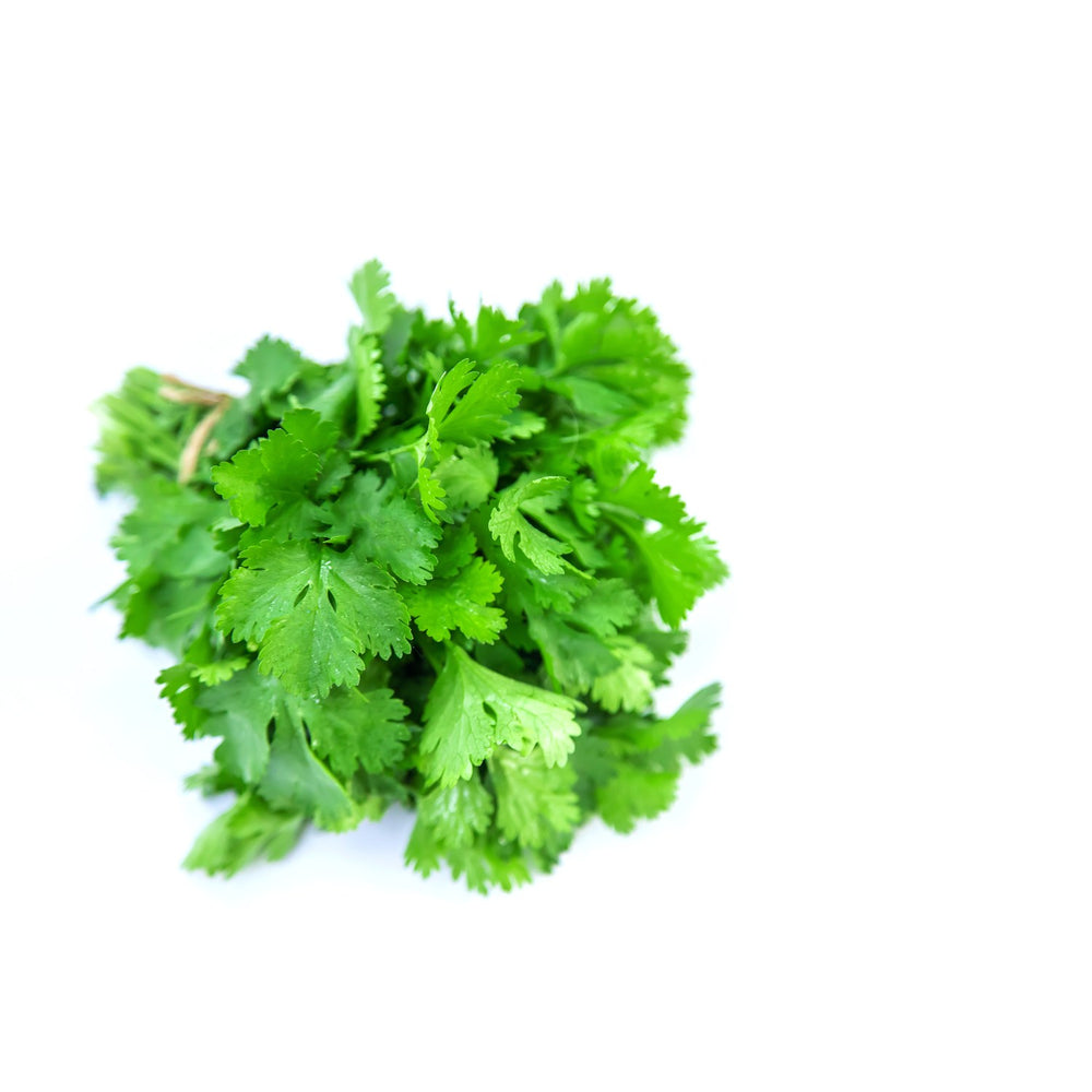 Cilantro