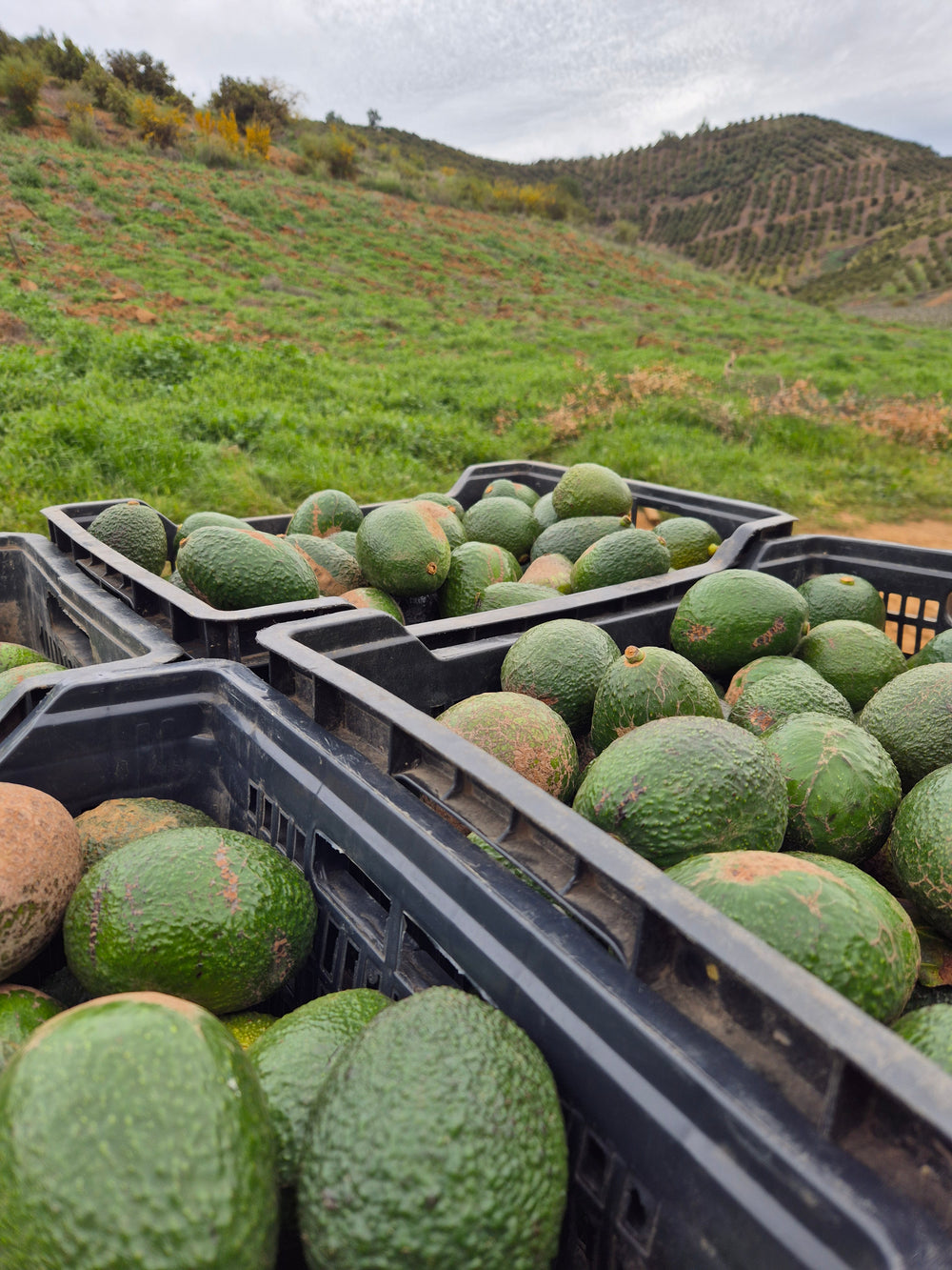 Palta Hass Oferta
