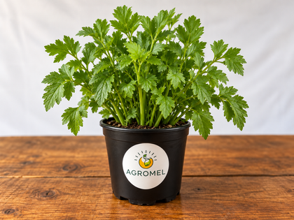 Apio de hoja